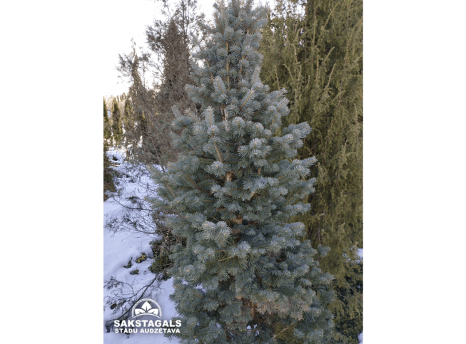 Abies lasiocarpa   'Argentea'